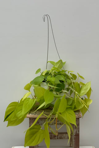 Philodendron Lemon Lime