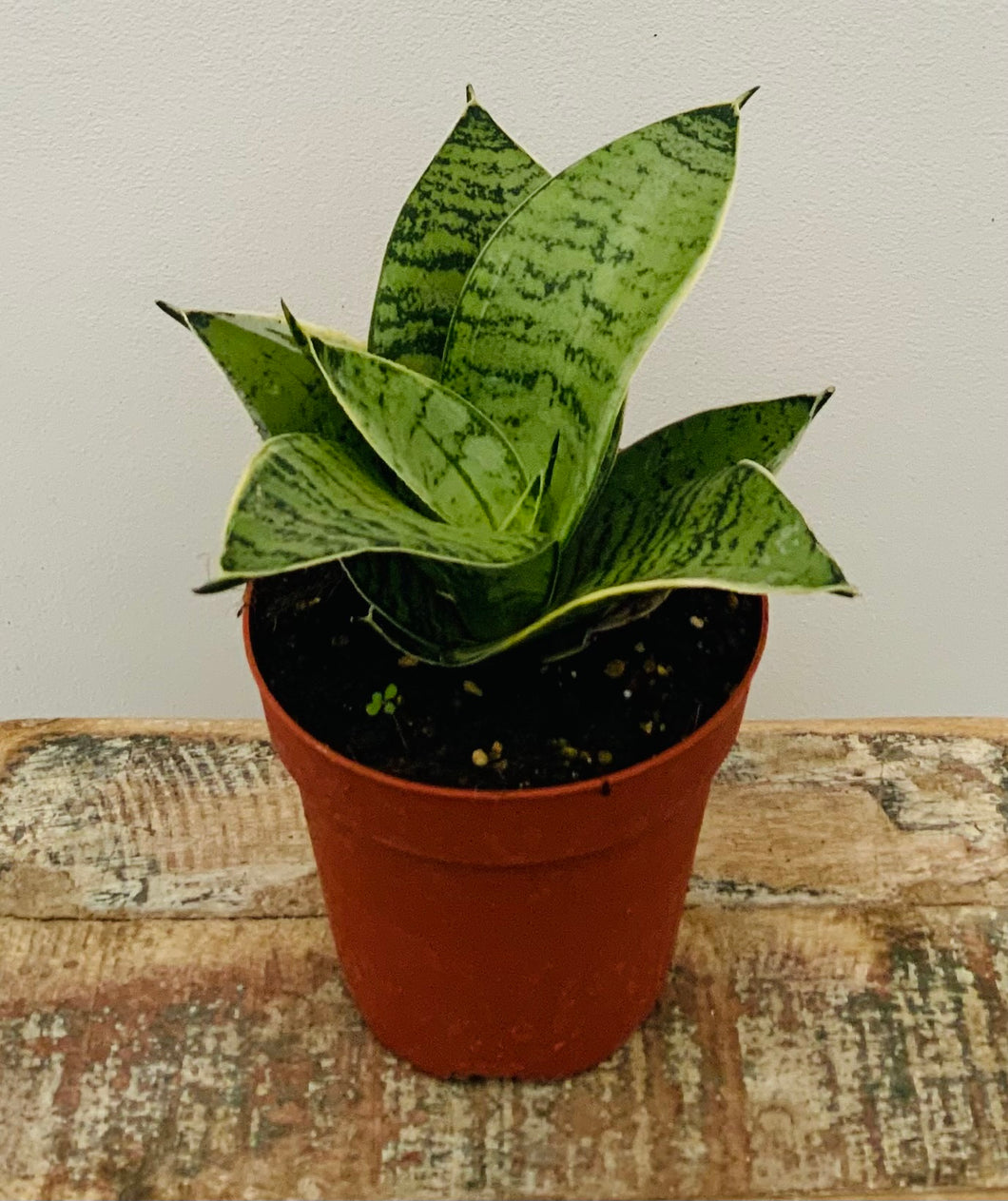 4in Sansevieria Starpower