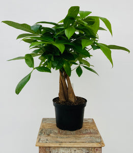 Braided Money Tree