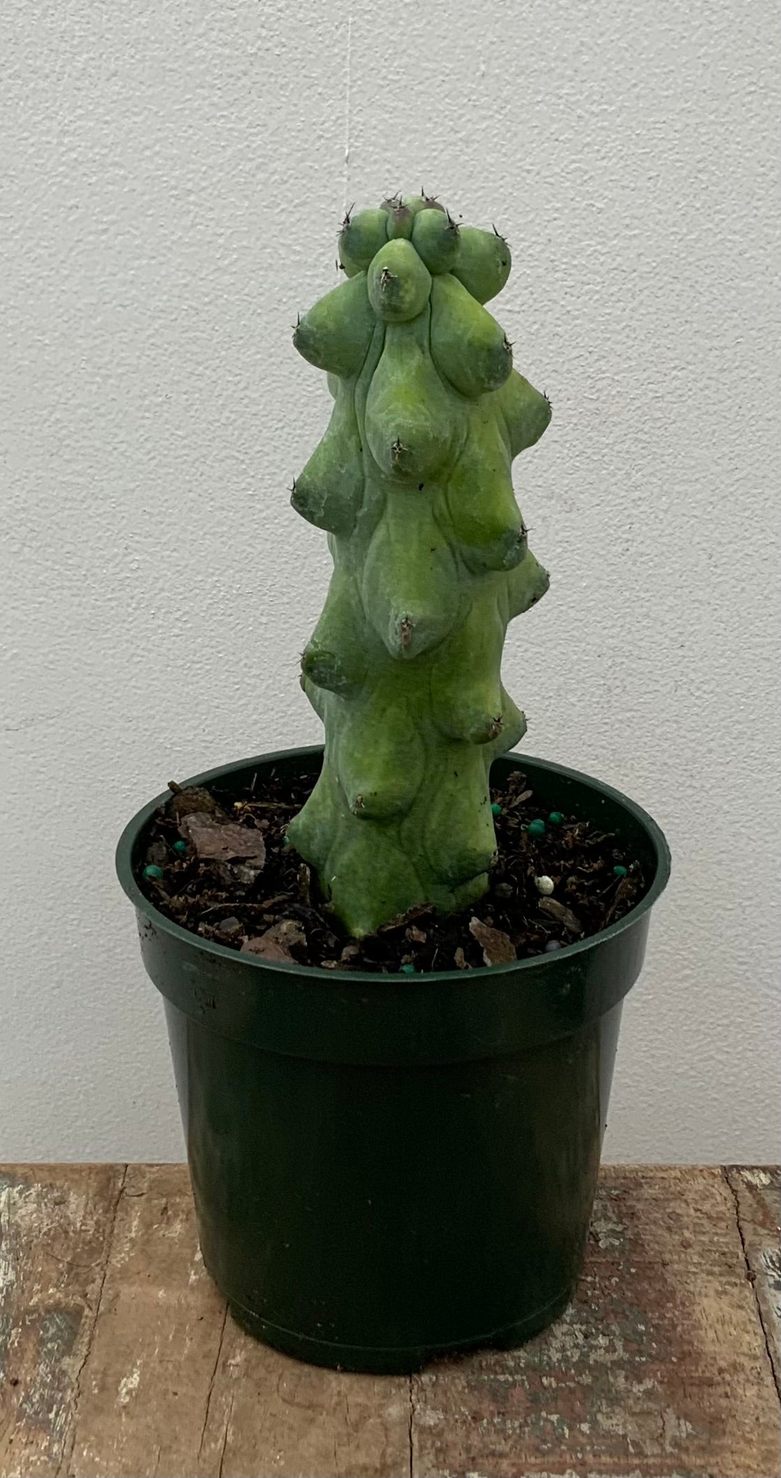 4in Premium Boobie Cactus – The Plant Stand of Arizona