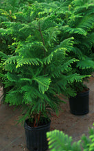 Load image into Gallery viewer, 9 inch Norfolk Island Pine
