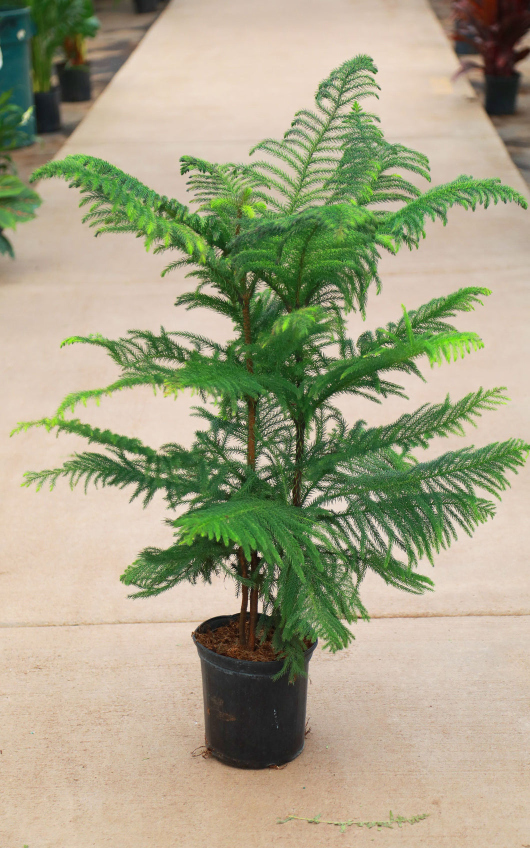 9 inch Norfolk Island Pine