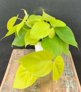 Lemon Lime Philodendron