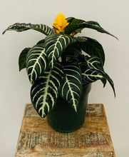 Load image into Gallery viewer, 6in Zebra Plant - Aphelandra squarrosa
