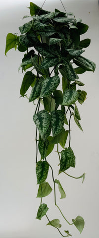 Silver Satin Scindapsus