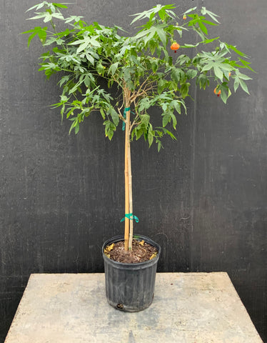 Chinese Lantern Tree * Flash Sale *NOTE: LOCAL SHIPPING ONLY