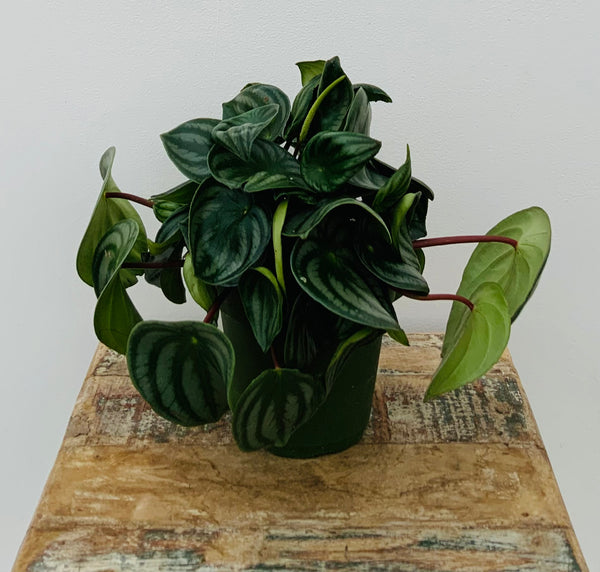 Watermelon Peperomia