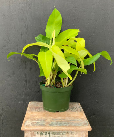 6in Philodendron Ceylon Beauty