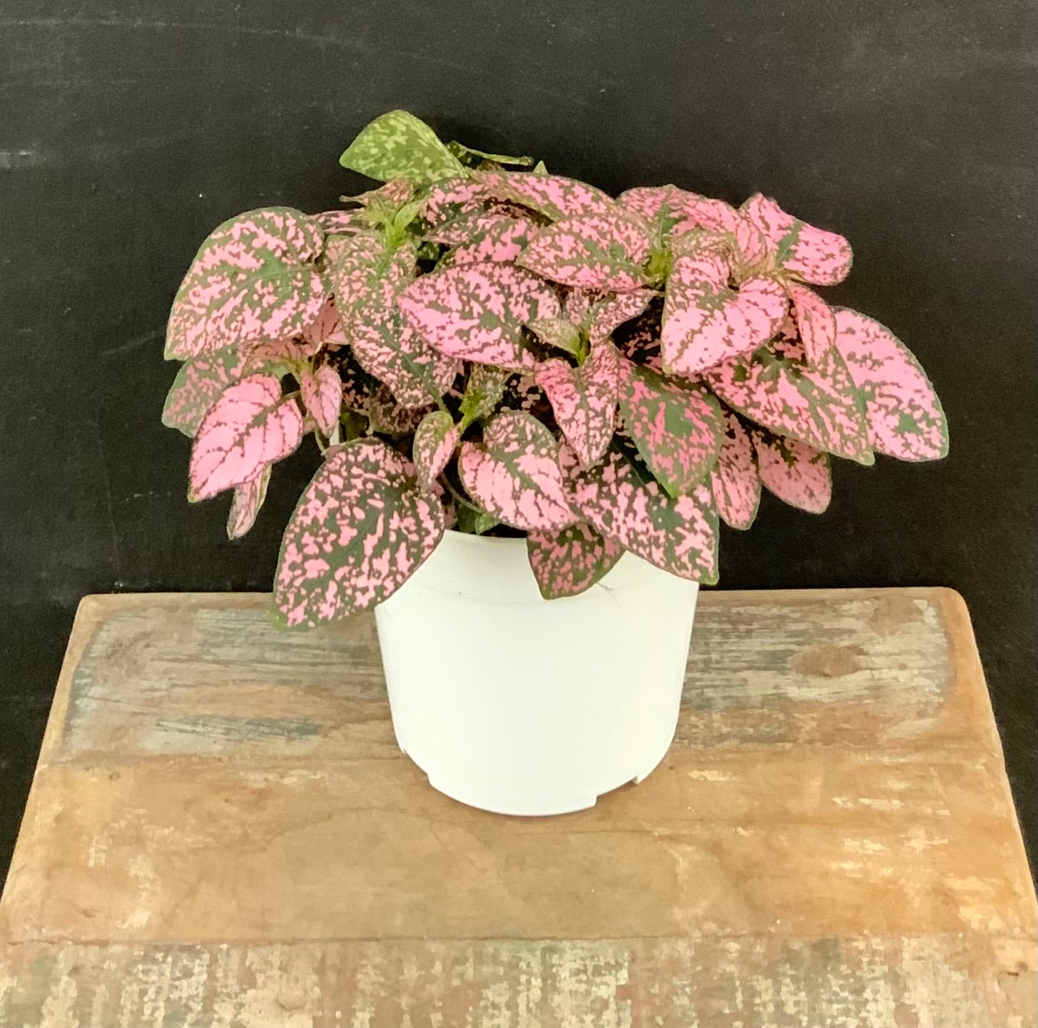 Polka Dot Plant, Hypoestes