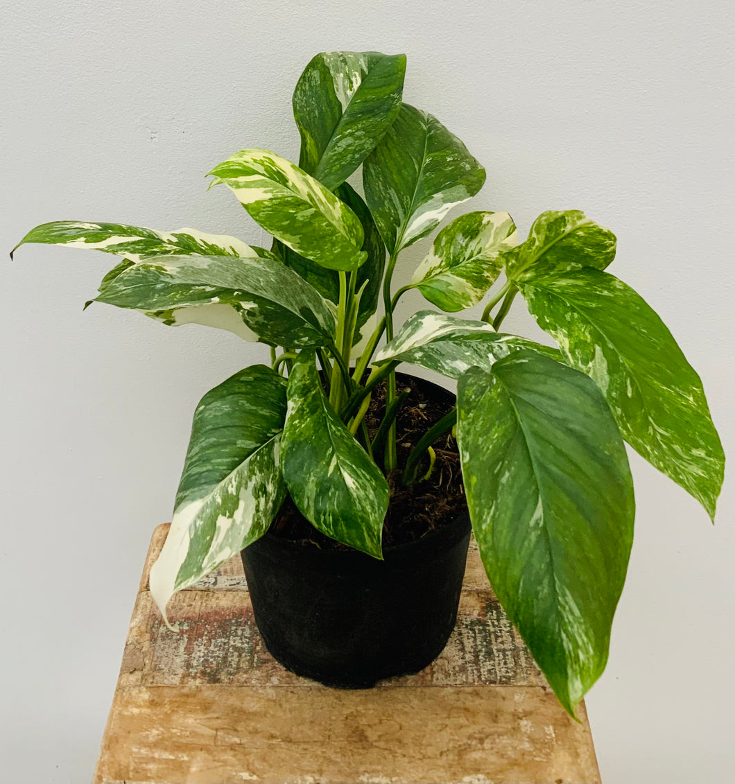 6in Epipremnum Lecheriana Variegated