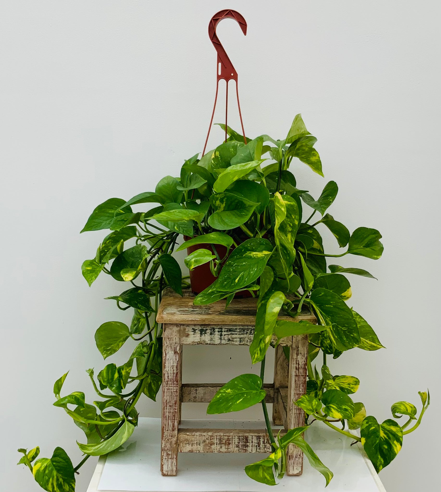 Golden Pothos