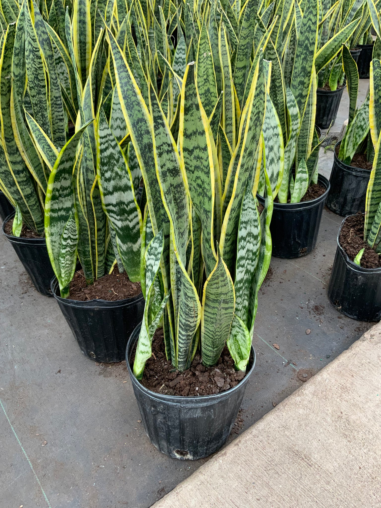 10" Tropical Foliage Sale!! 50% OFF