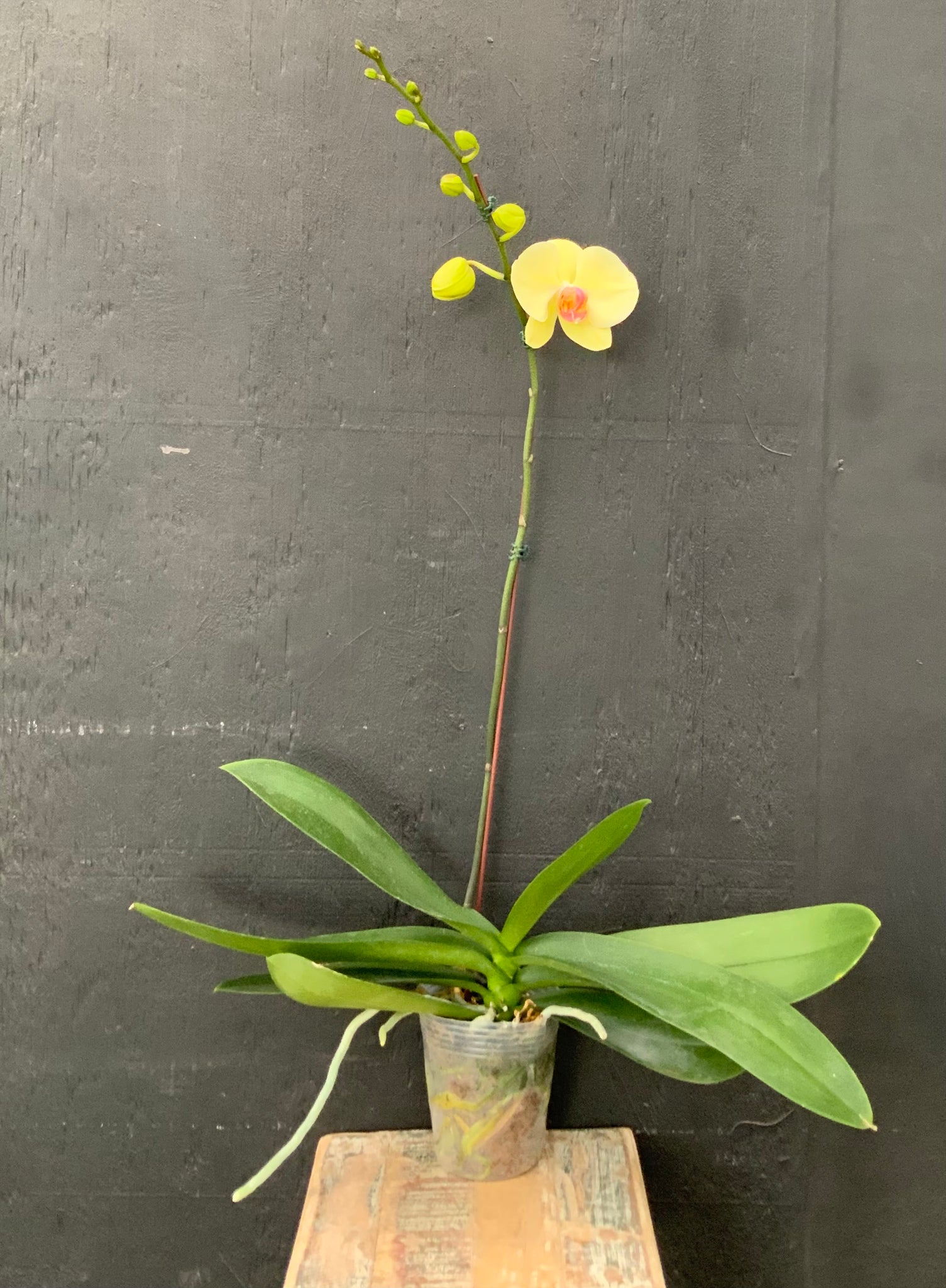 5in Phalaenopsis Orchid