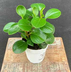 4in Peperomia Obtusifolia Green