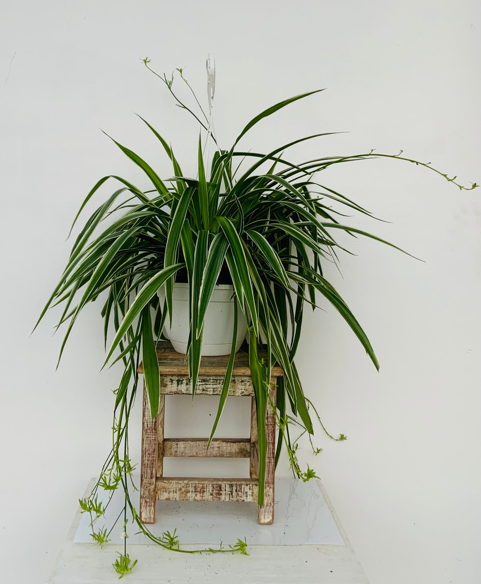 8in Hanging Basket Variegated Spider Plant