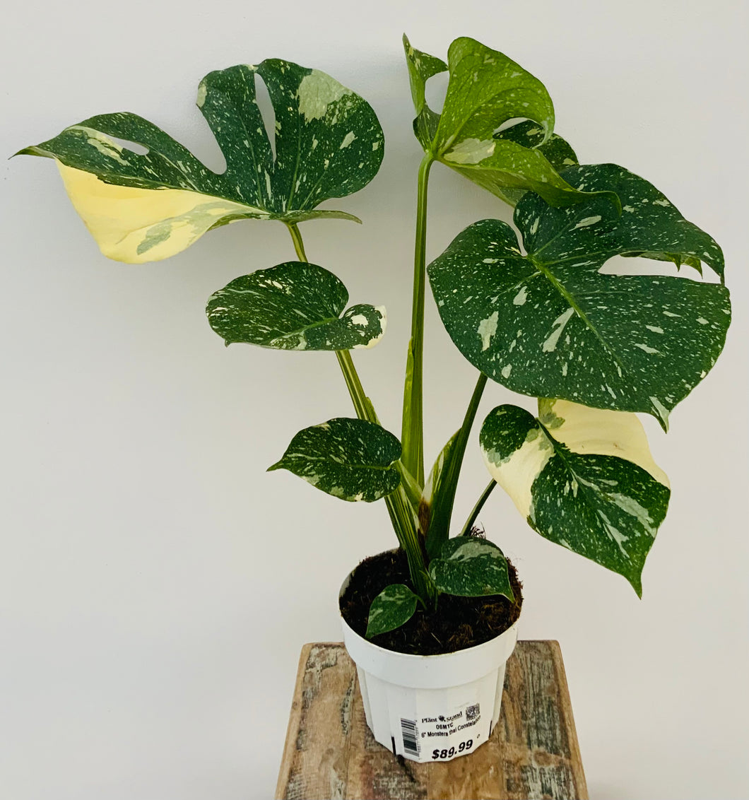 6in Monstera Deliciosa “Thai Constellation”