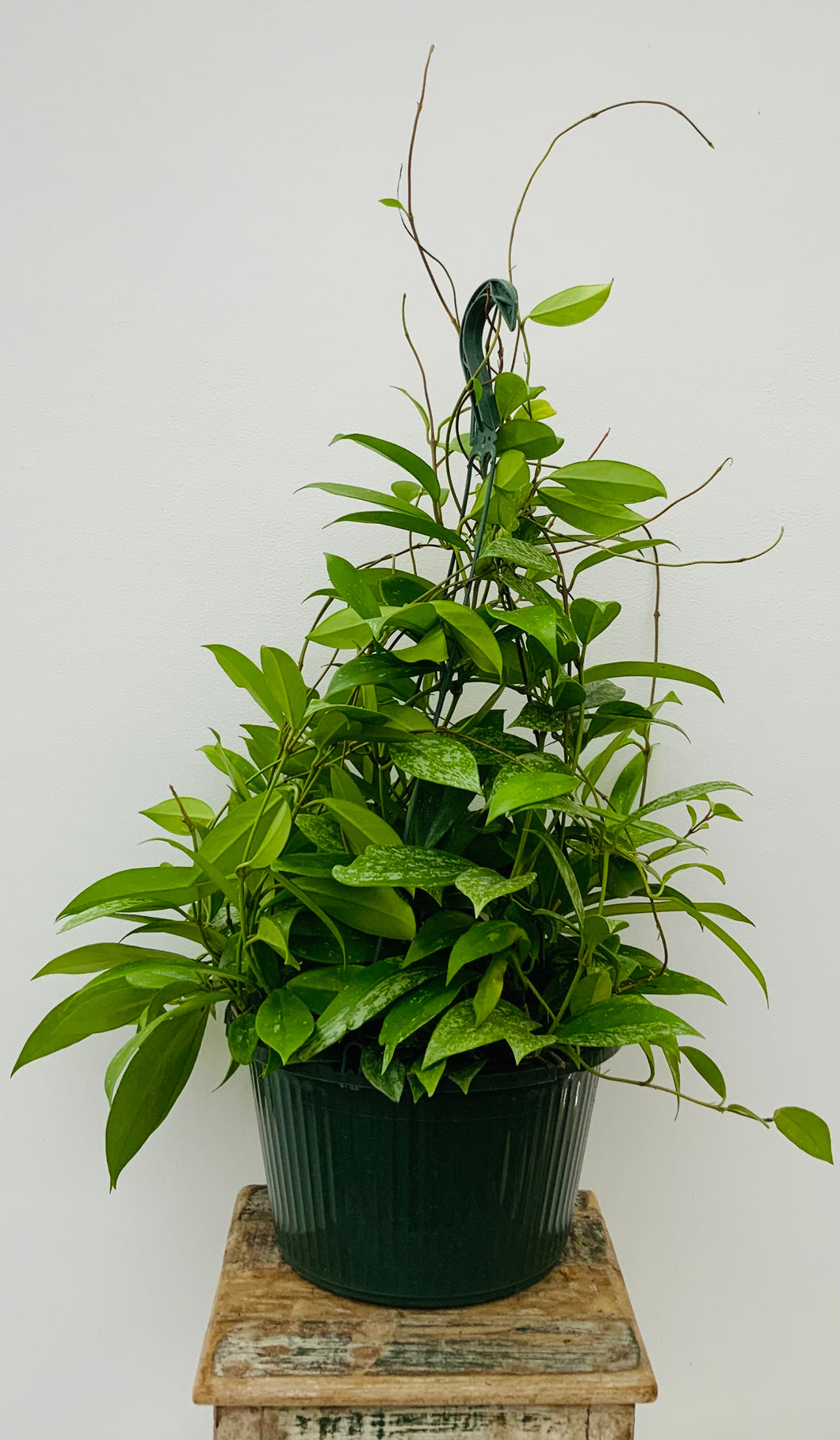 Hoya Publicalyx Silver Splash