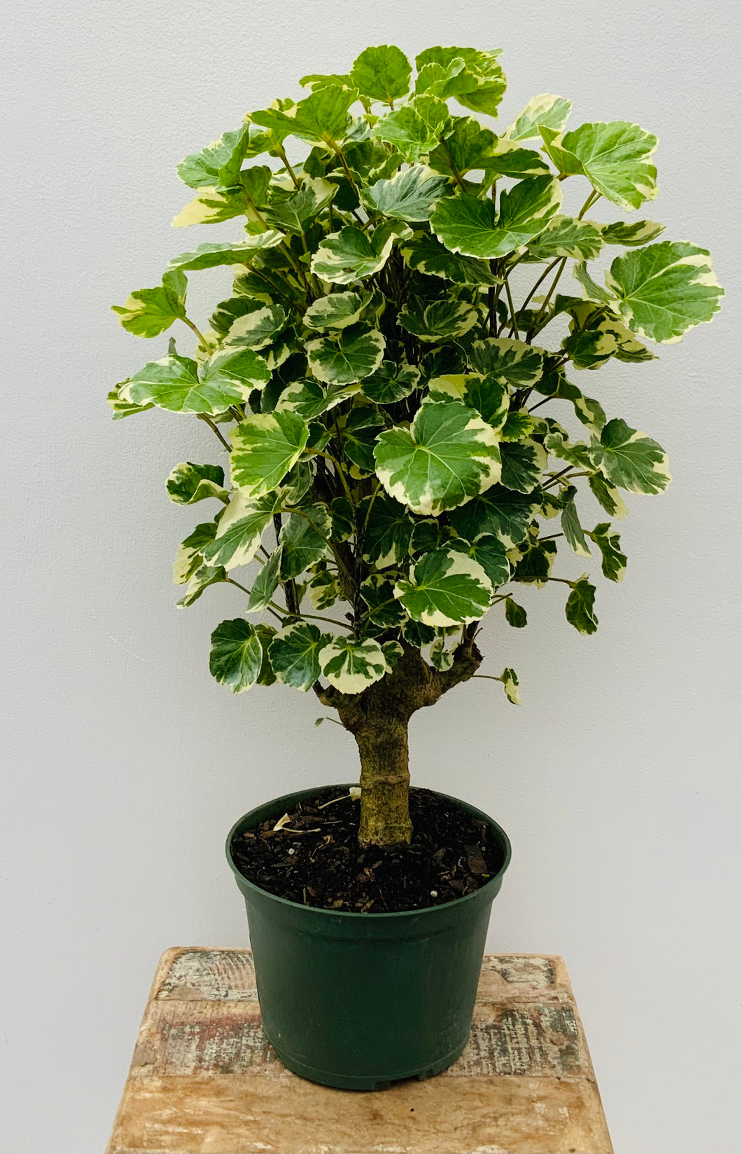 6in Shield Aralia (Polyscias  Scutellaria)