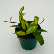 Load image into Gallery viewer, Hoya Carnosa Krimson Princess
