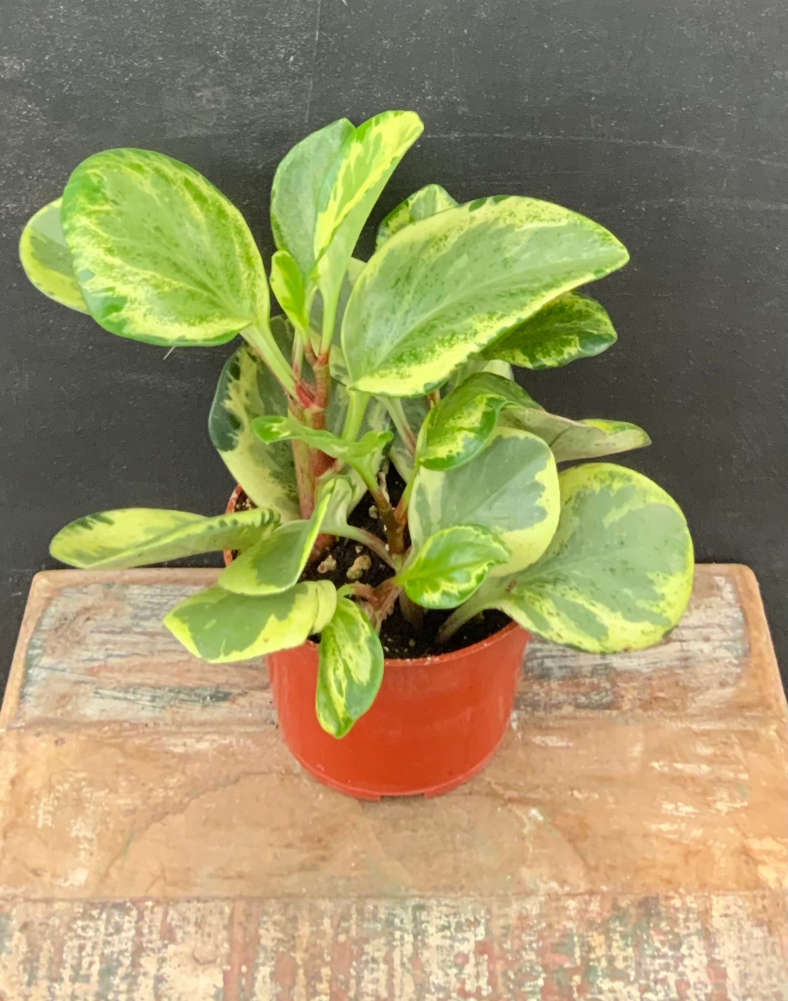 Peperomia Obtusifolia Variegata