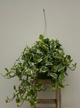Load image into Gallery viewer, Pothos 'N Joy'
