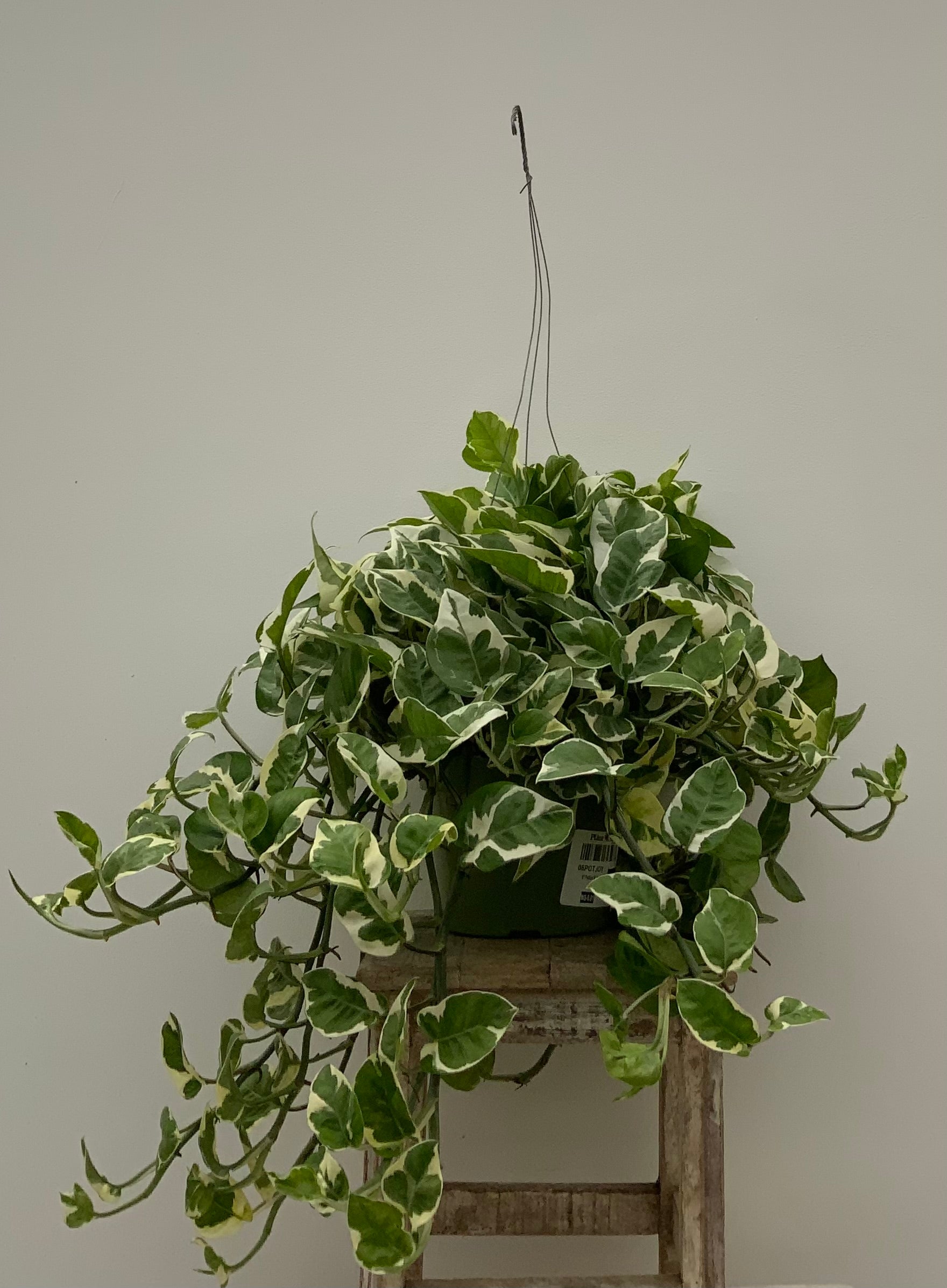Indoor House Plants | Tropical & Low-Light | Plant Stand AZ – The