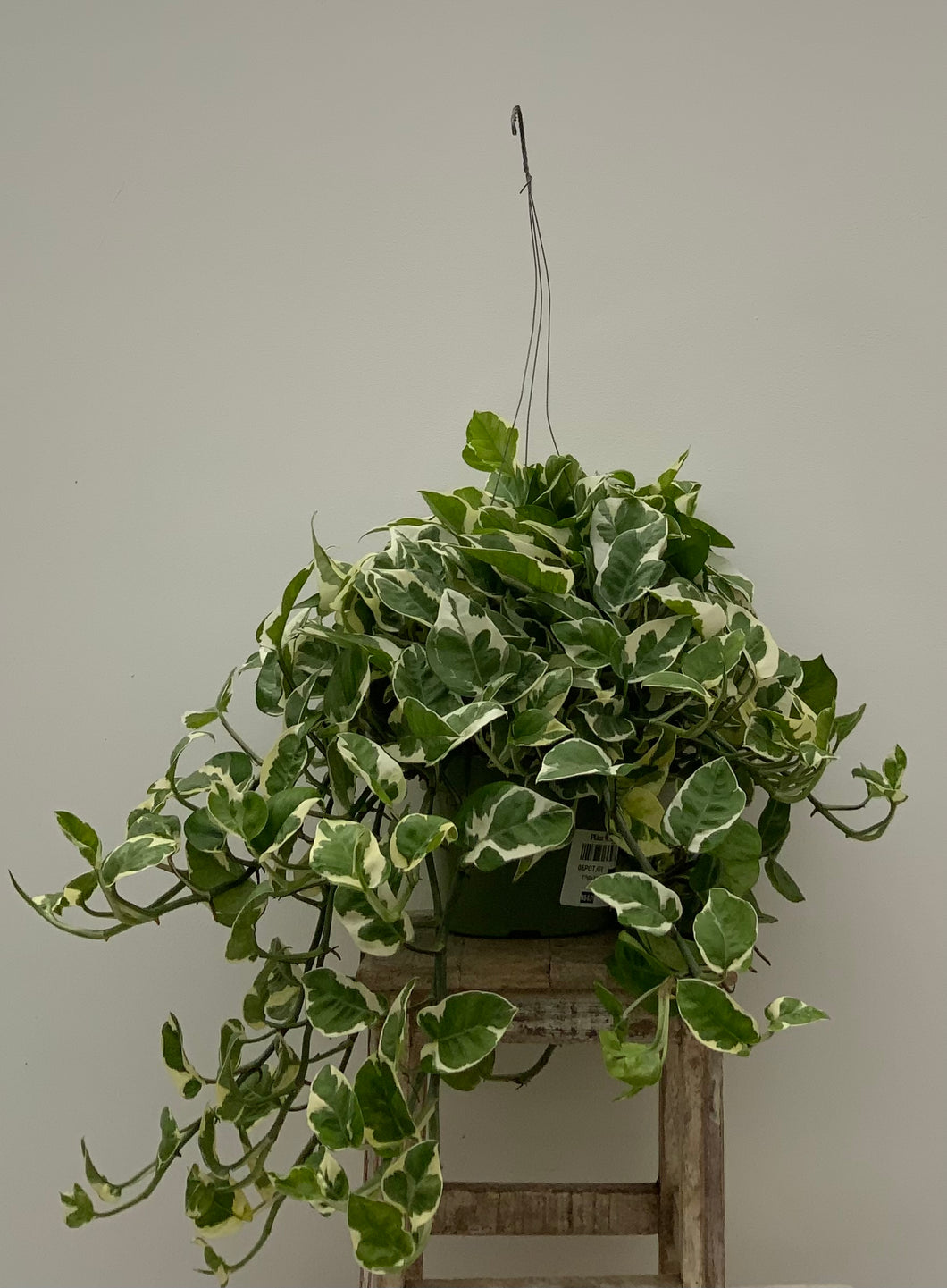 POTHOS N Joy (6in)