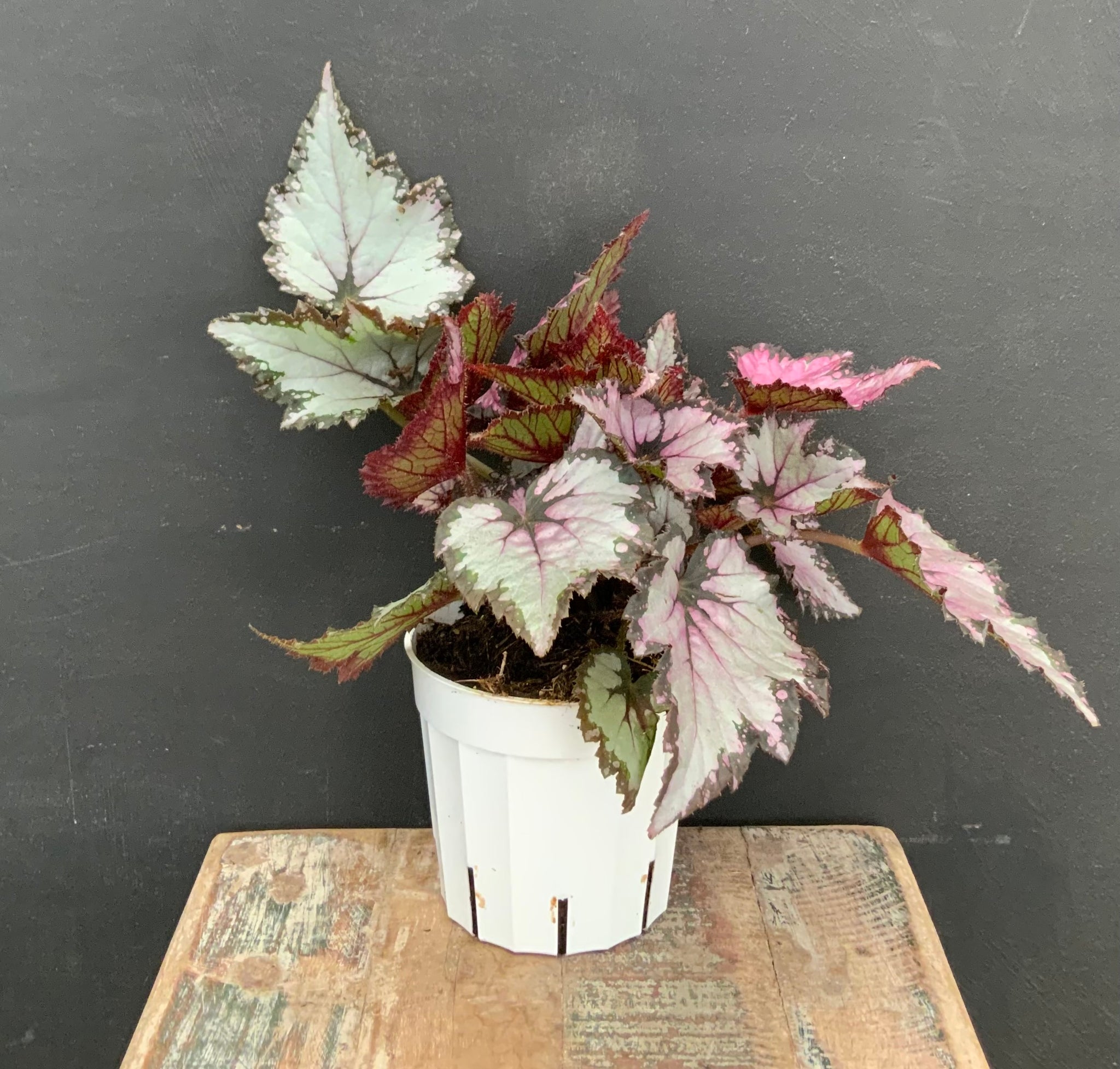 4in Begonia Pink Shades