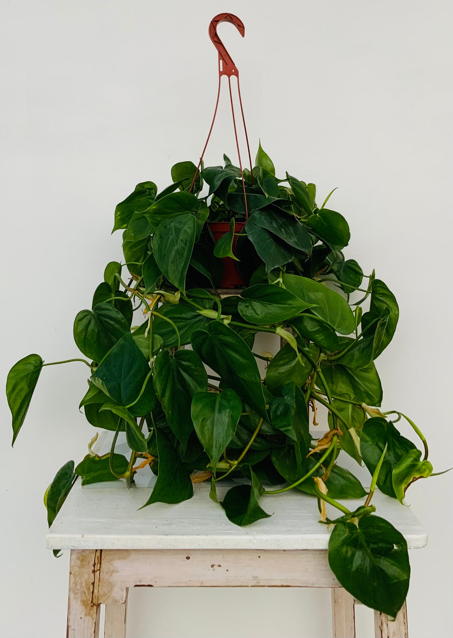 Heartleaf Philodendron