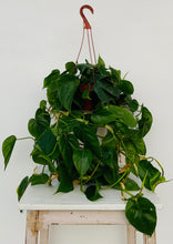 Load image into Gallery viewer, Heartleaf Philodendron
