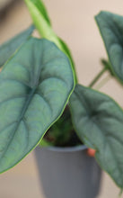 Load image into Gallery viewer, 5in Alocasia Puncak Borneensis
