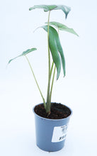 Load image into Gallery viewer, 5in Alocasia Simpo
