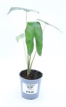 Load image into Gallery viewer, 5in Alocasia Simpo

