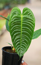 Load image into Gallery viewer, 5in Anthurium Veitchii
