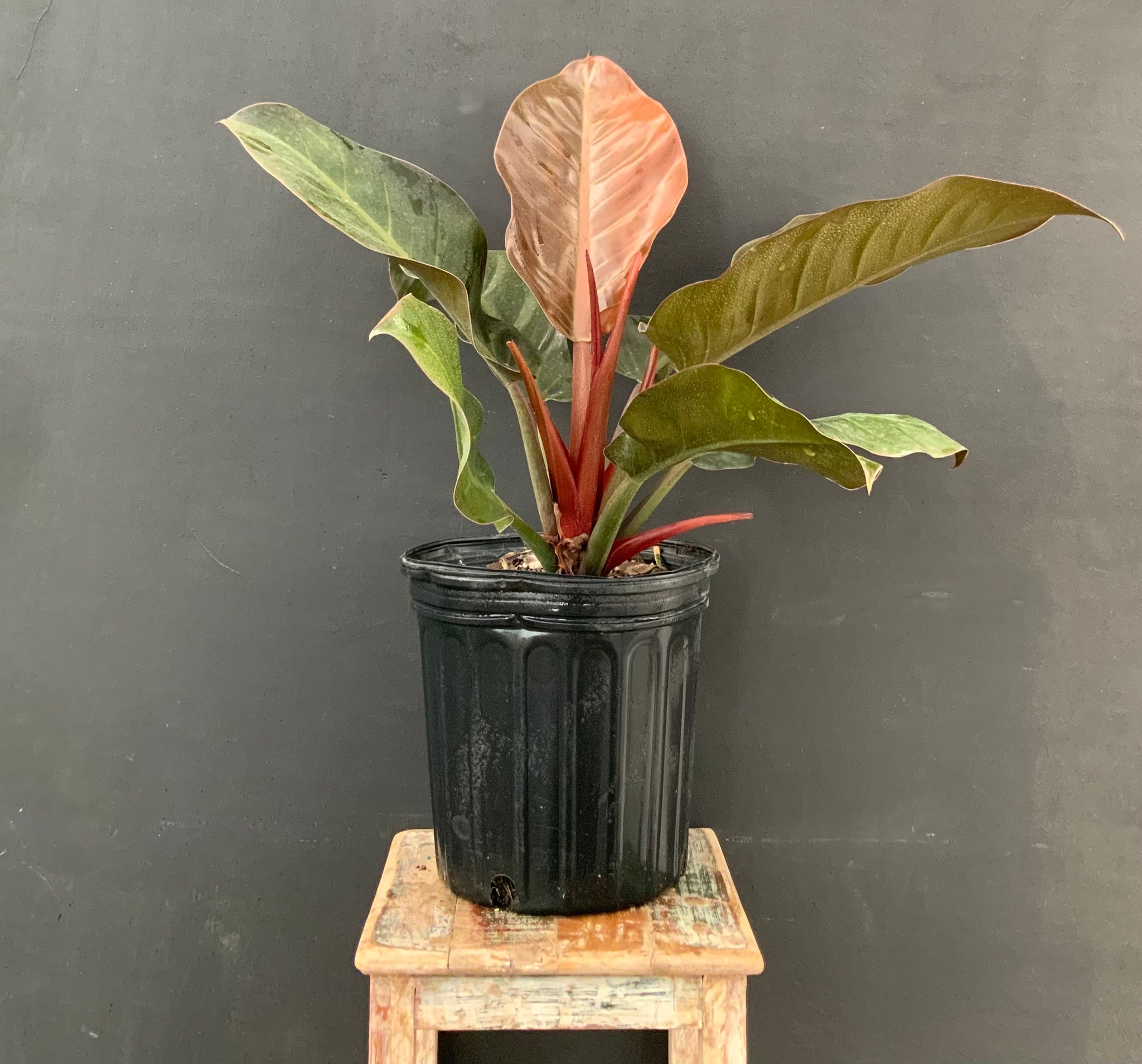 8in Philodendron Imperial Red