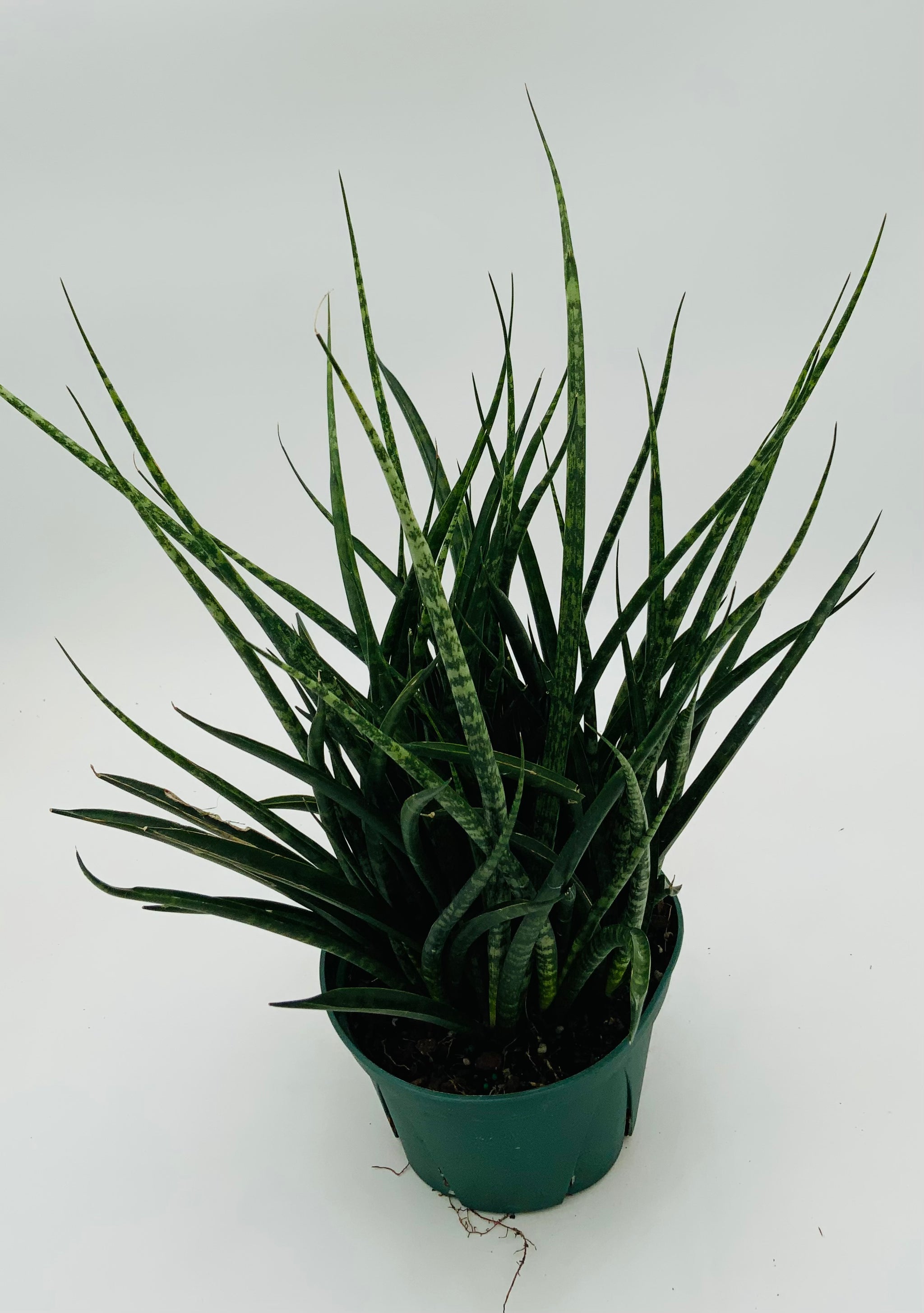 sansevieria fernwood Sansevieria Fernwood