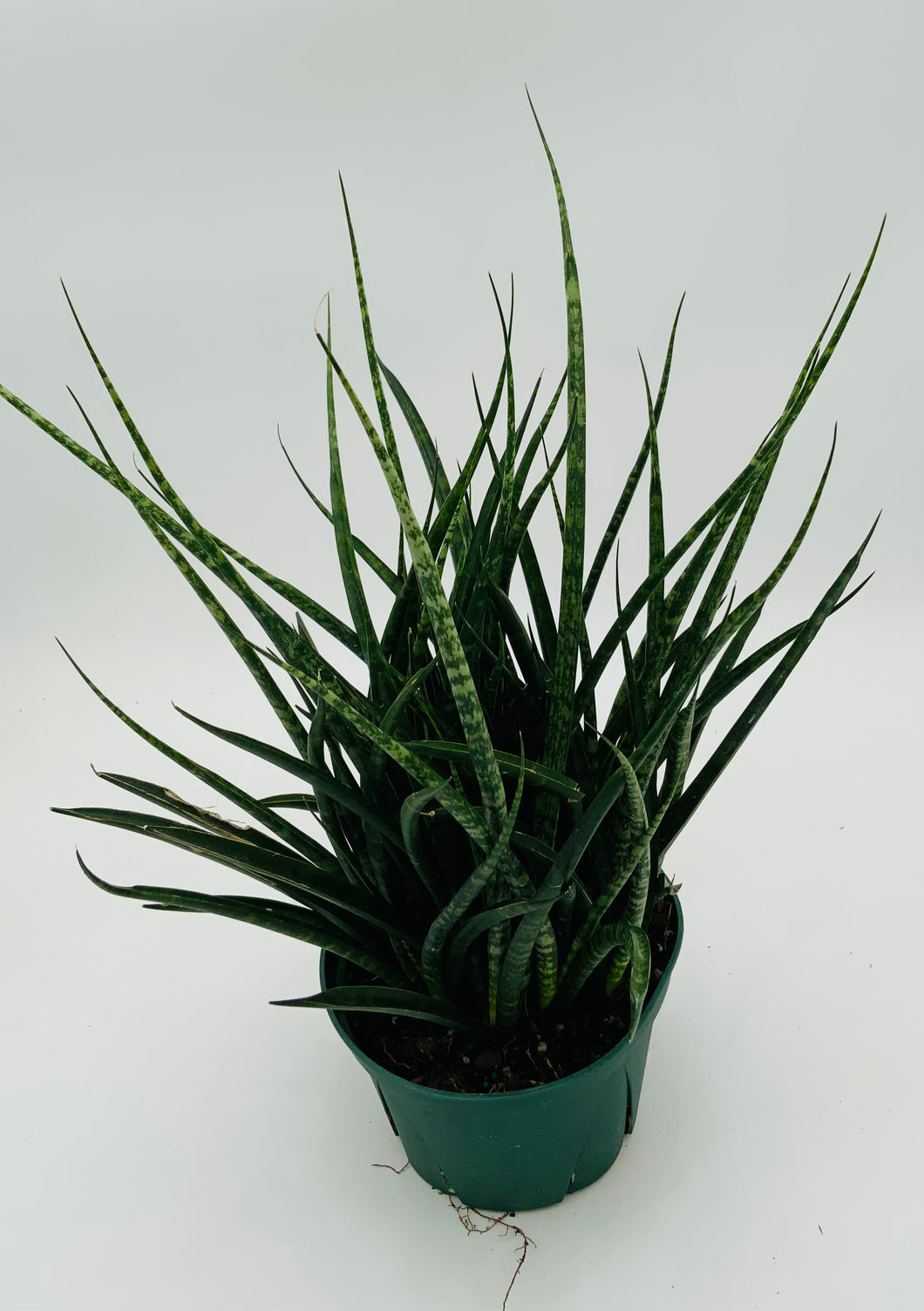sansevieria fernwood soil Sansevieria Fernwood – The Plant Stand of Arizona