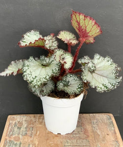 4in Begonia Caracol