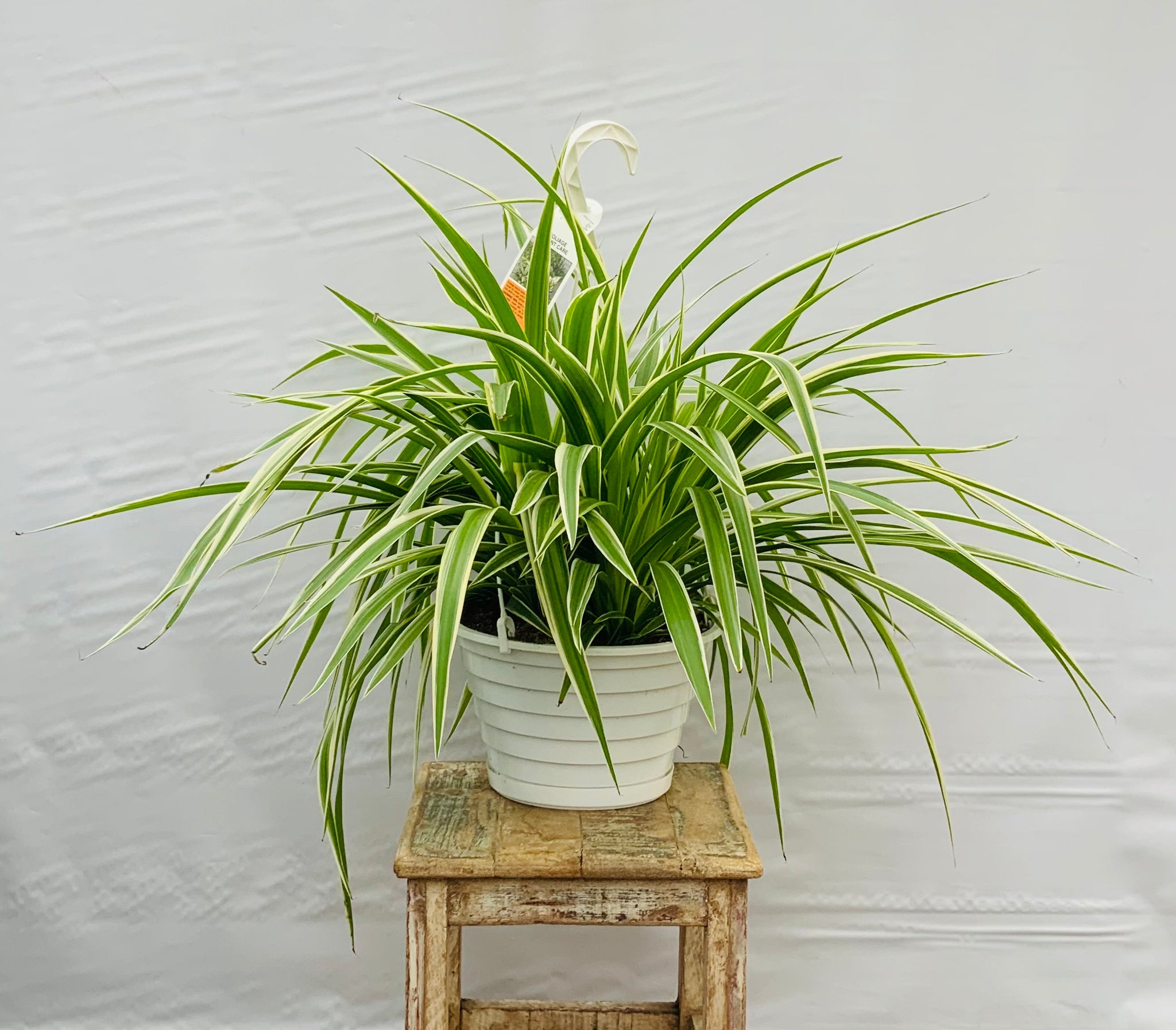 8in Hanging Basket Variegated Spider Plant