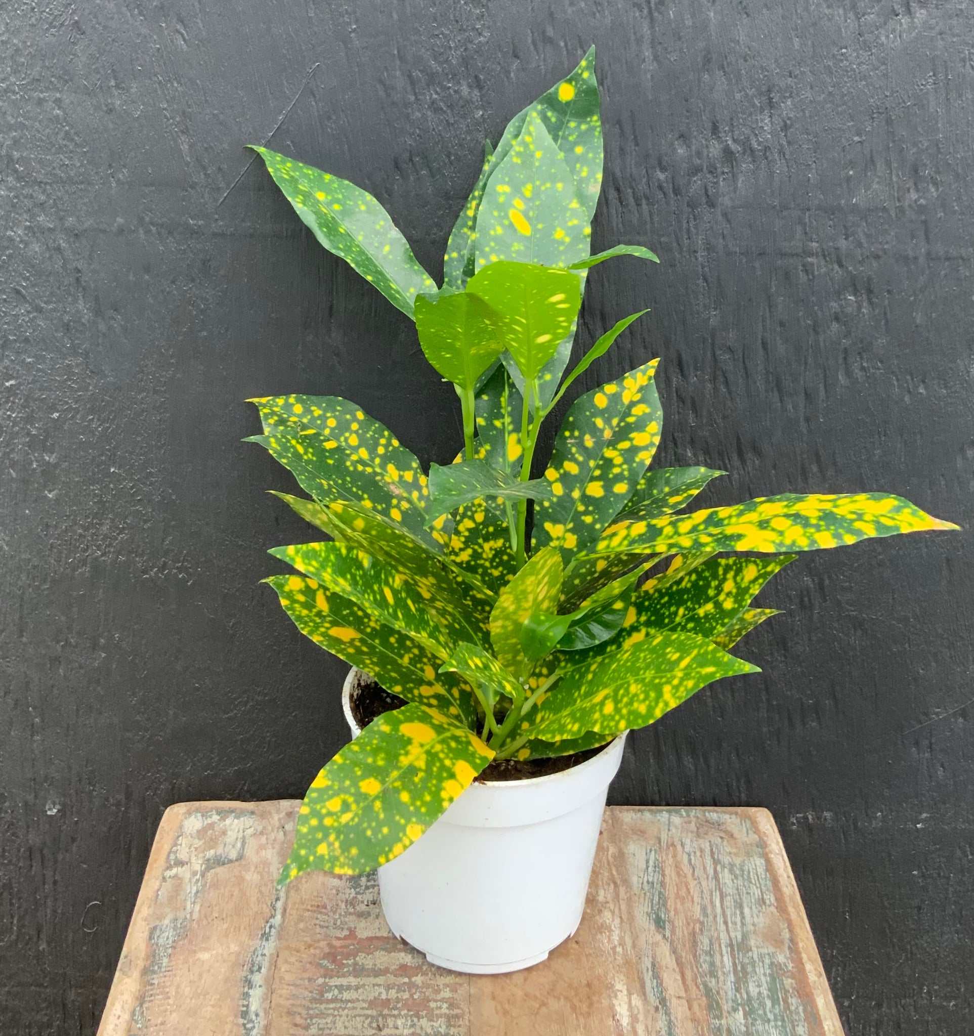 Croton, 'Gold Star'