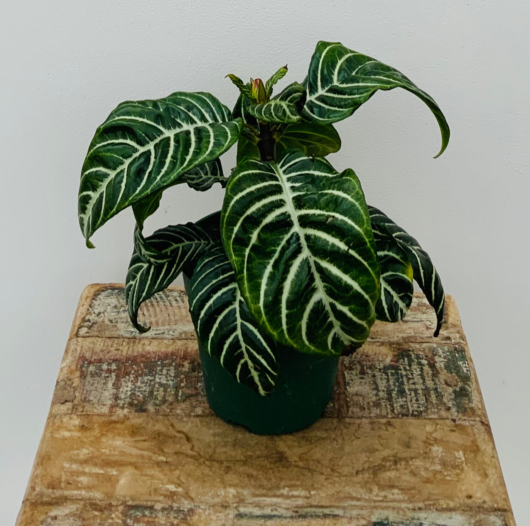4in Zebra Plant - Aphelandra squarrosa