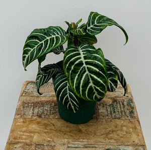 4in Zebra Plant - Aphelandra squarrosa