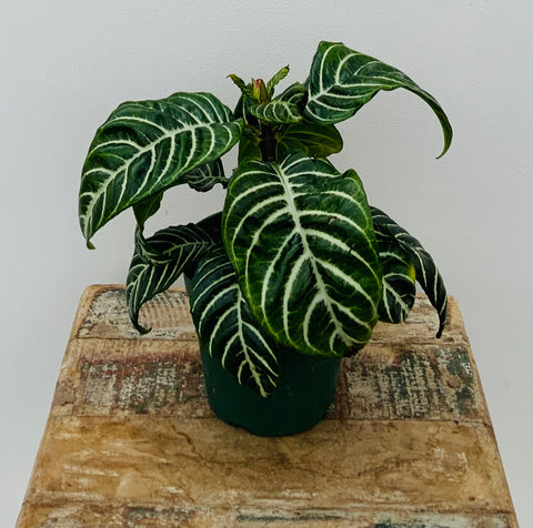 4in Zebra Plant - Aphelandra squarrosa