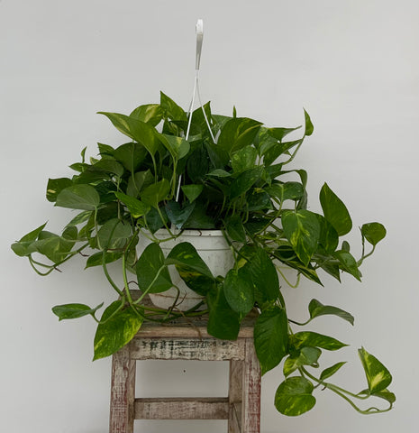 8in Hanging Golden Pothos