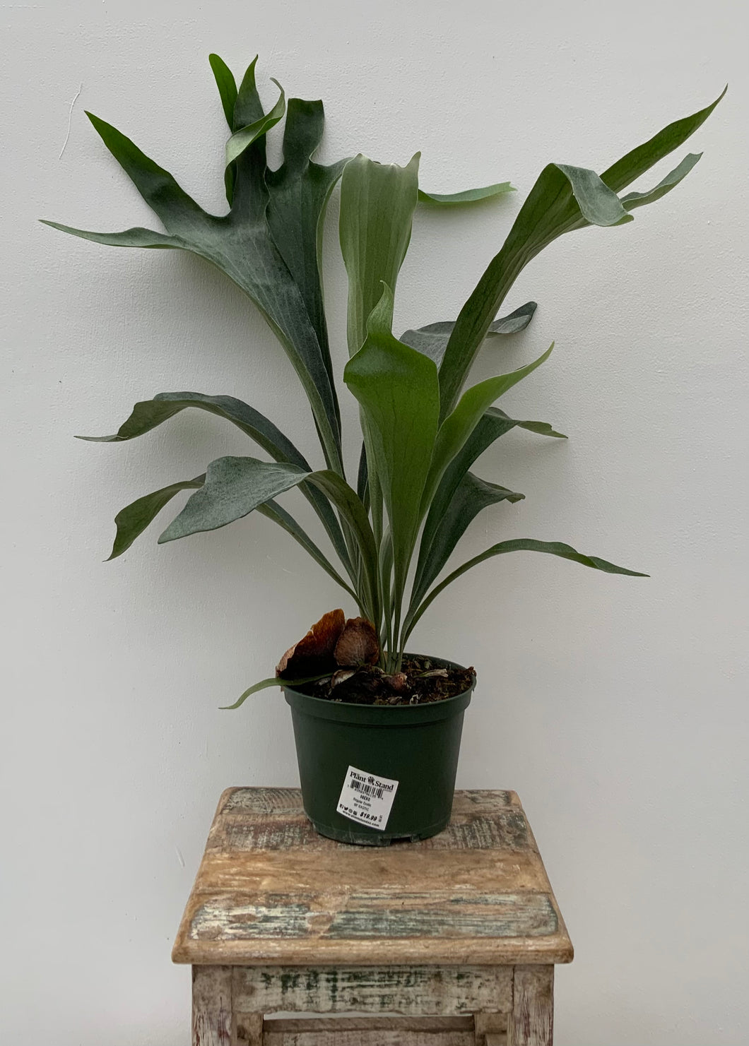 6in Staghorn Fern