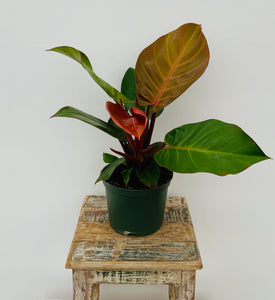6in Philodendron McColleys Finale