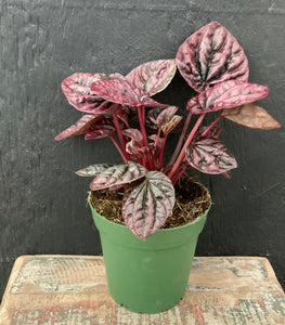 4in Peperomia Red Luna
