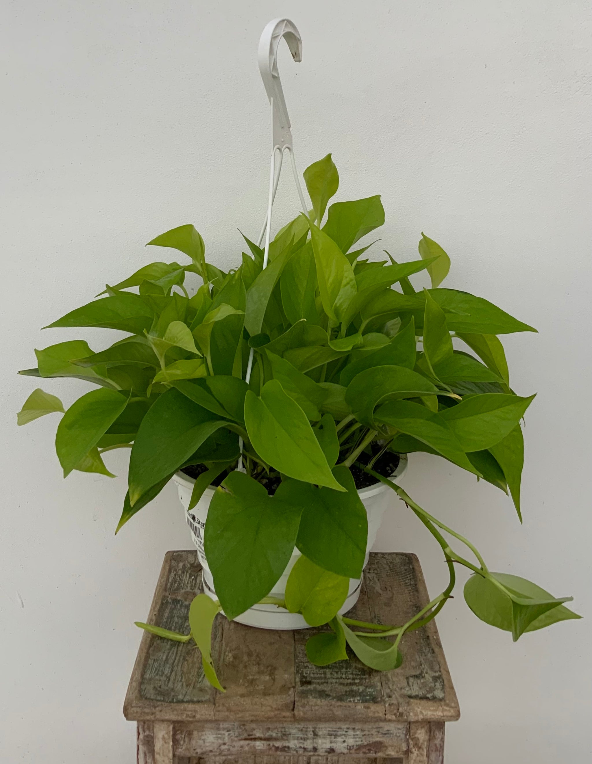 Indoor House Plants | Tropical & Low-Light | Plant Stand AZ – The