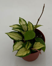 Load image into Gallery viewer, Hoya Carnosa Krimson Princess
