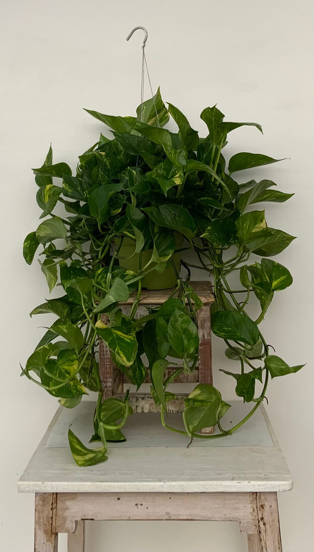 Premium Golden Pothos Hanging Basket